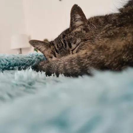 ホテル ニューホテル アミロテ 3*